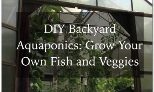 DIY aquaponics