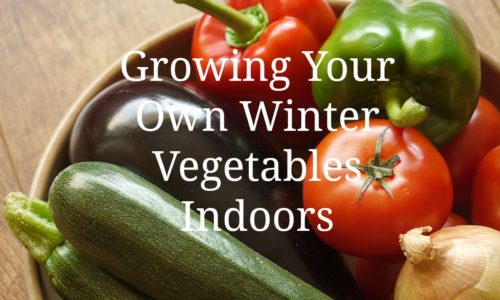 Growing Your Own Winter Vegetables Indoors
