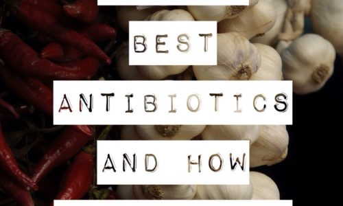 Natures Best Antibiotics and How to Use Them
