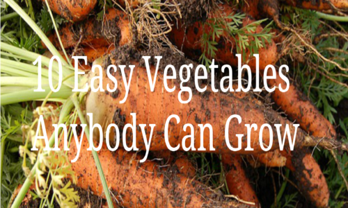 10 Easy Vegetables Anybody Can Grow