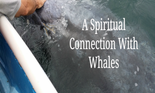 A Spiritual Connection With Whales
