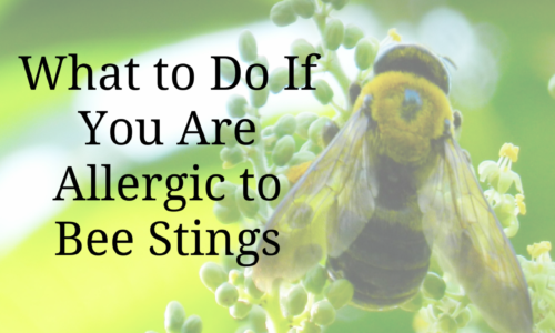What to Do If You Are Allergic to Bee Stings